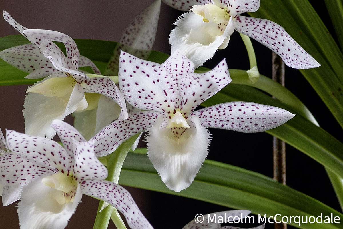 20244142 - 24I_0989 flower copy 2