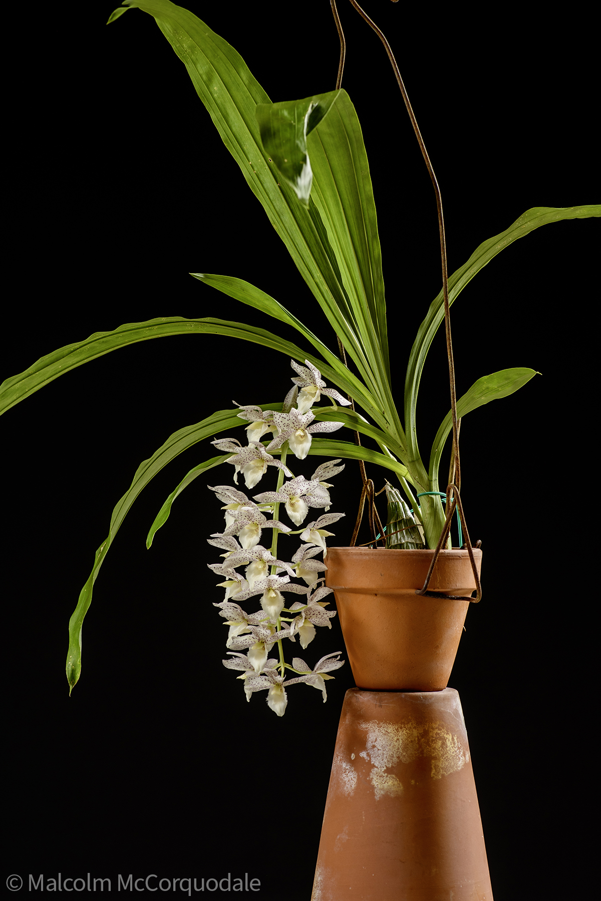 20244142 - 24I_0993 plant copy 2