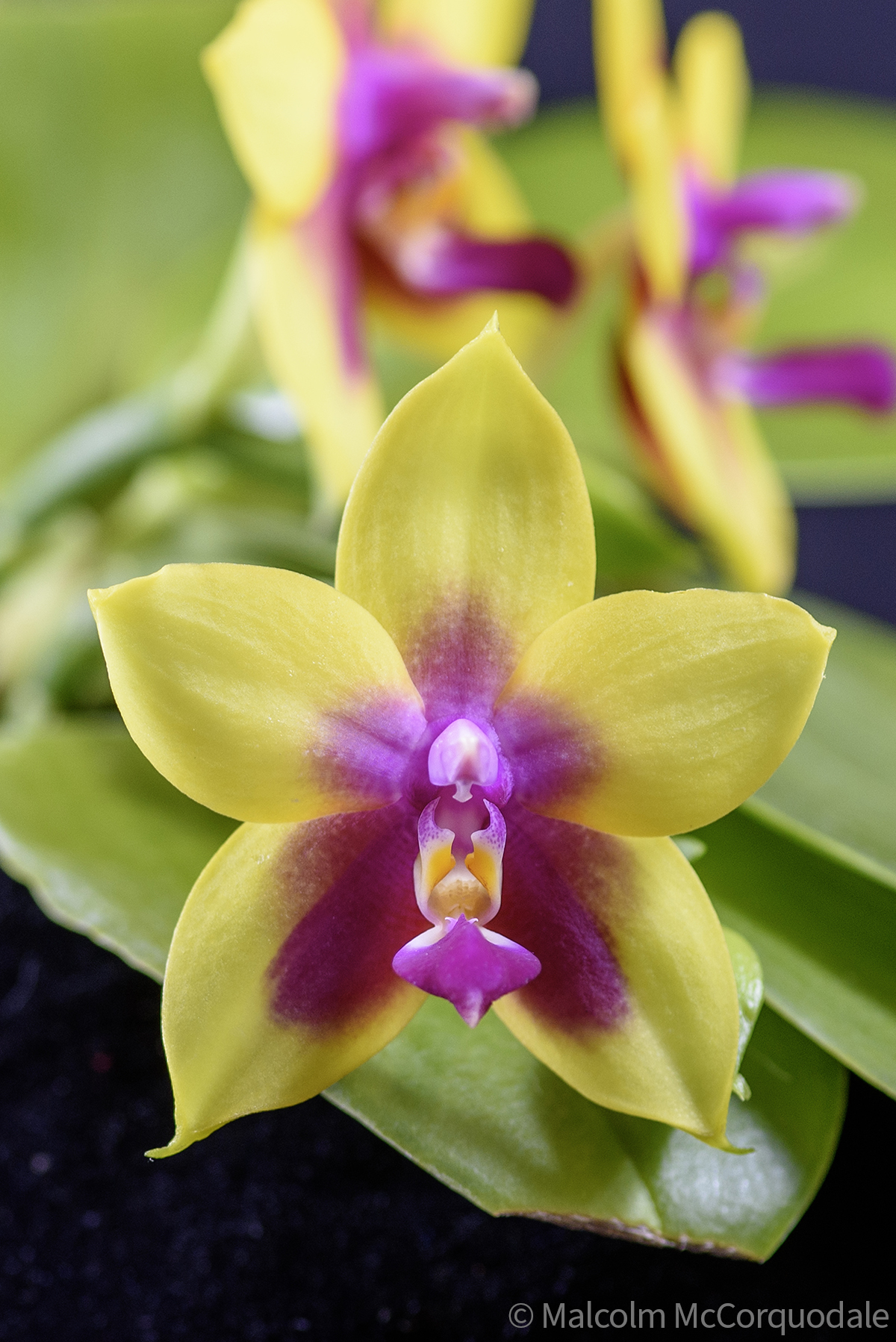 24I_0953 flower copy