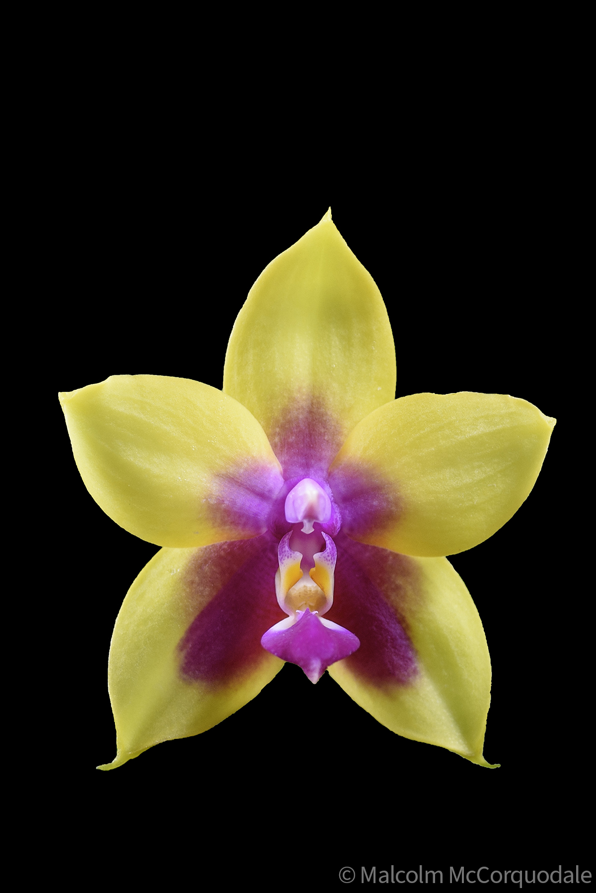 24I_0953 flower only copy