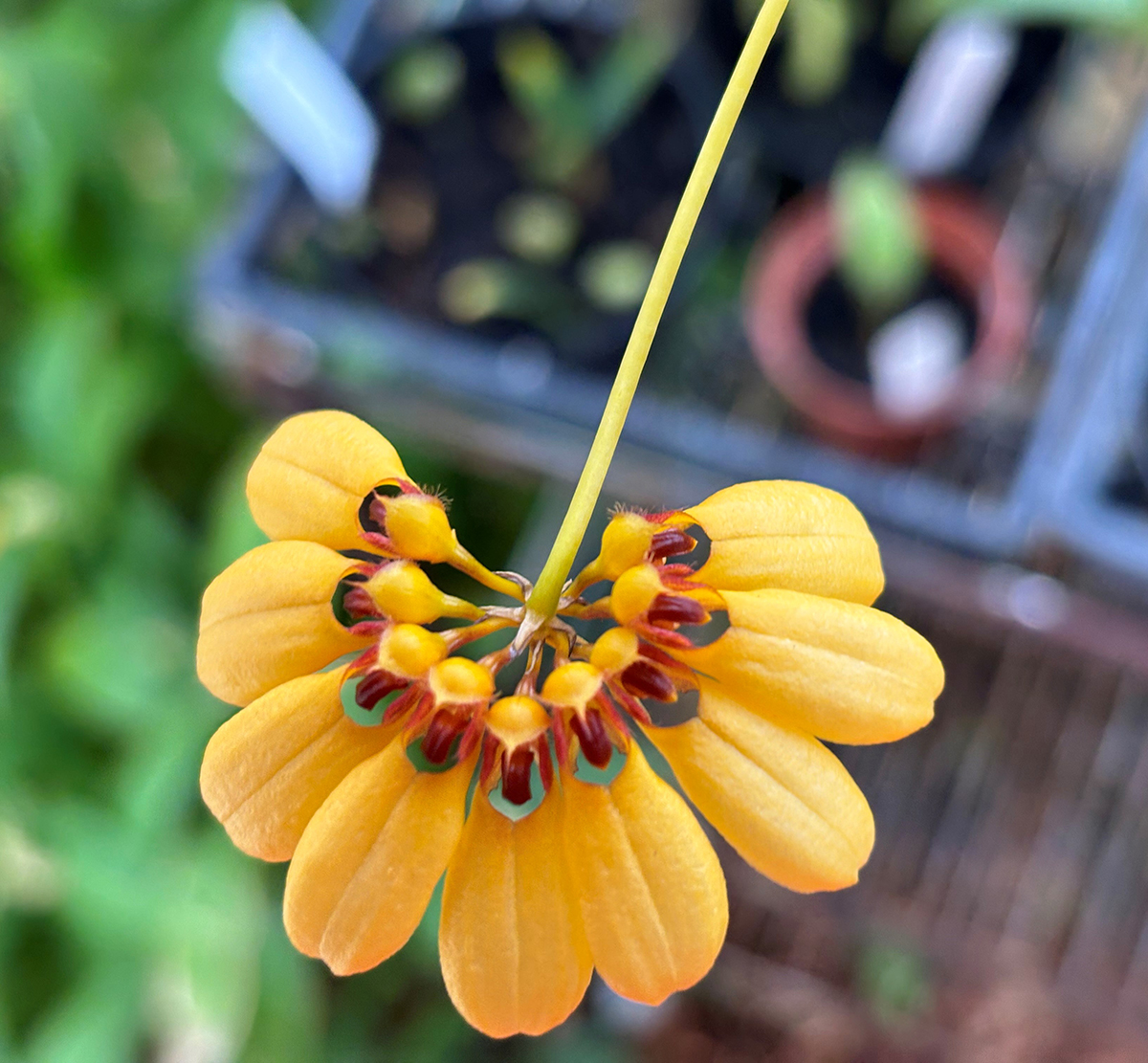 Bulbophyllum Sunshine Queen | Houston Orchid Society