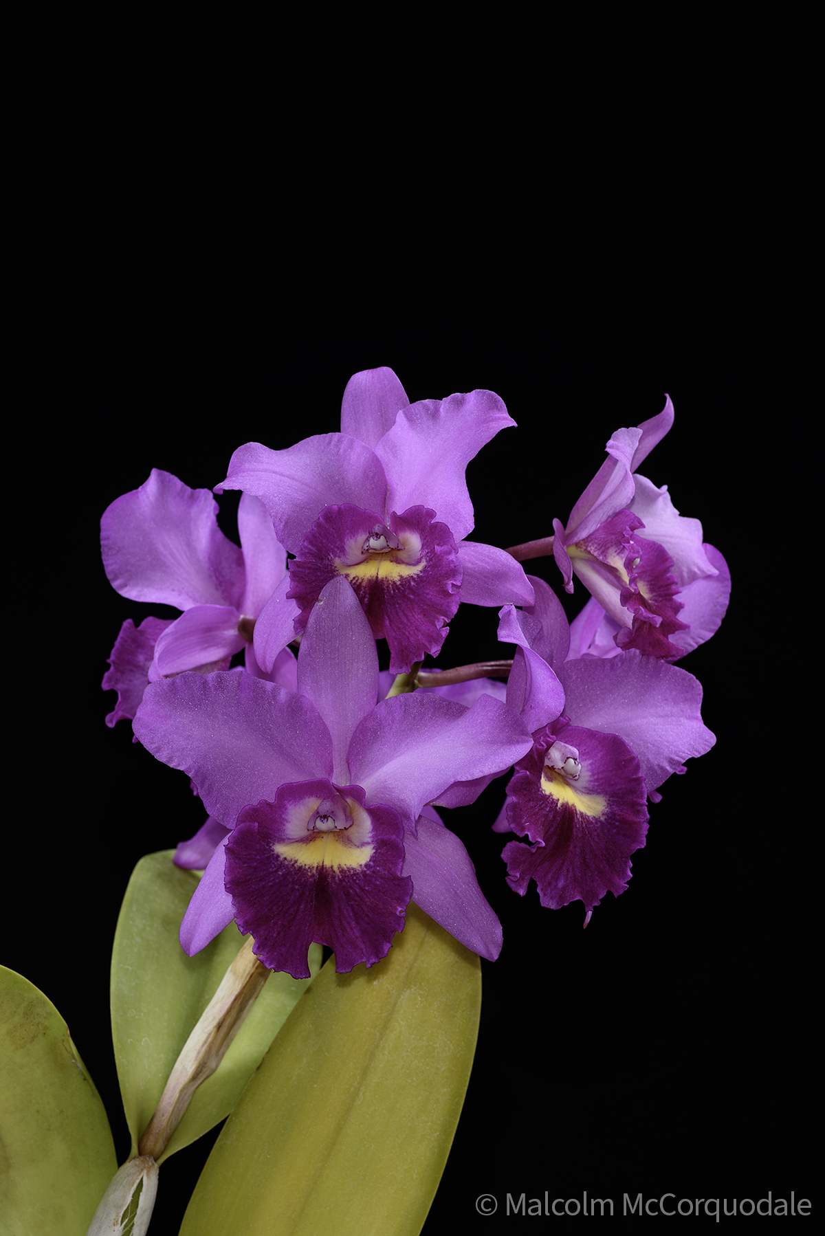 20244149 - 24I_1082 copy 2