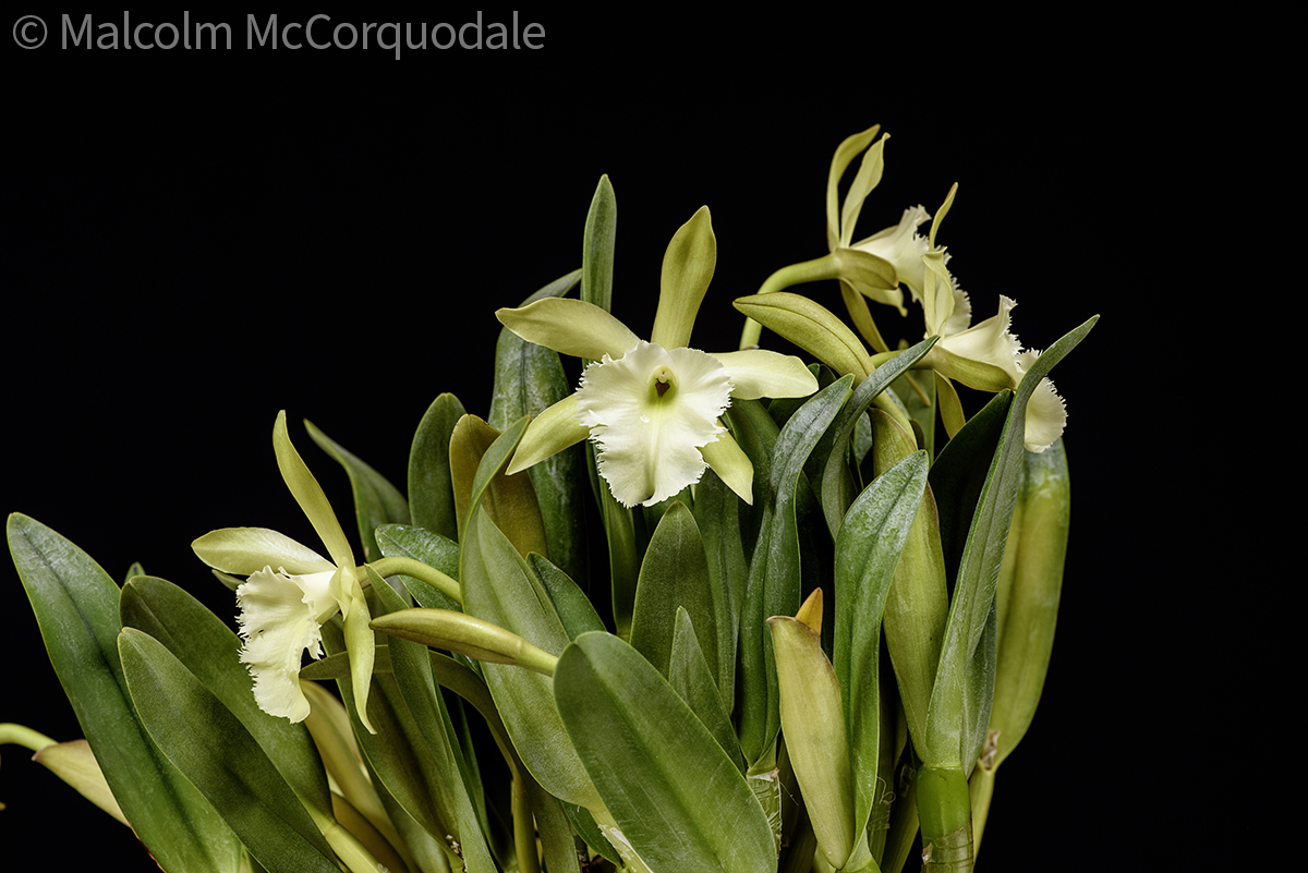 20254107 - 24I_1203 plant copy