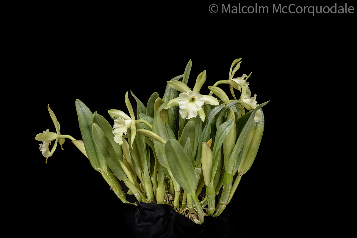 20254107 - 24I_1205 plant copy