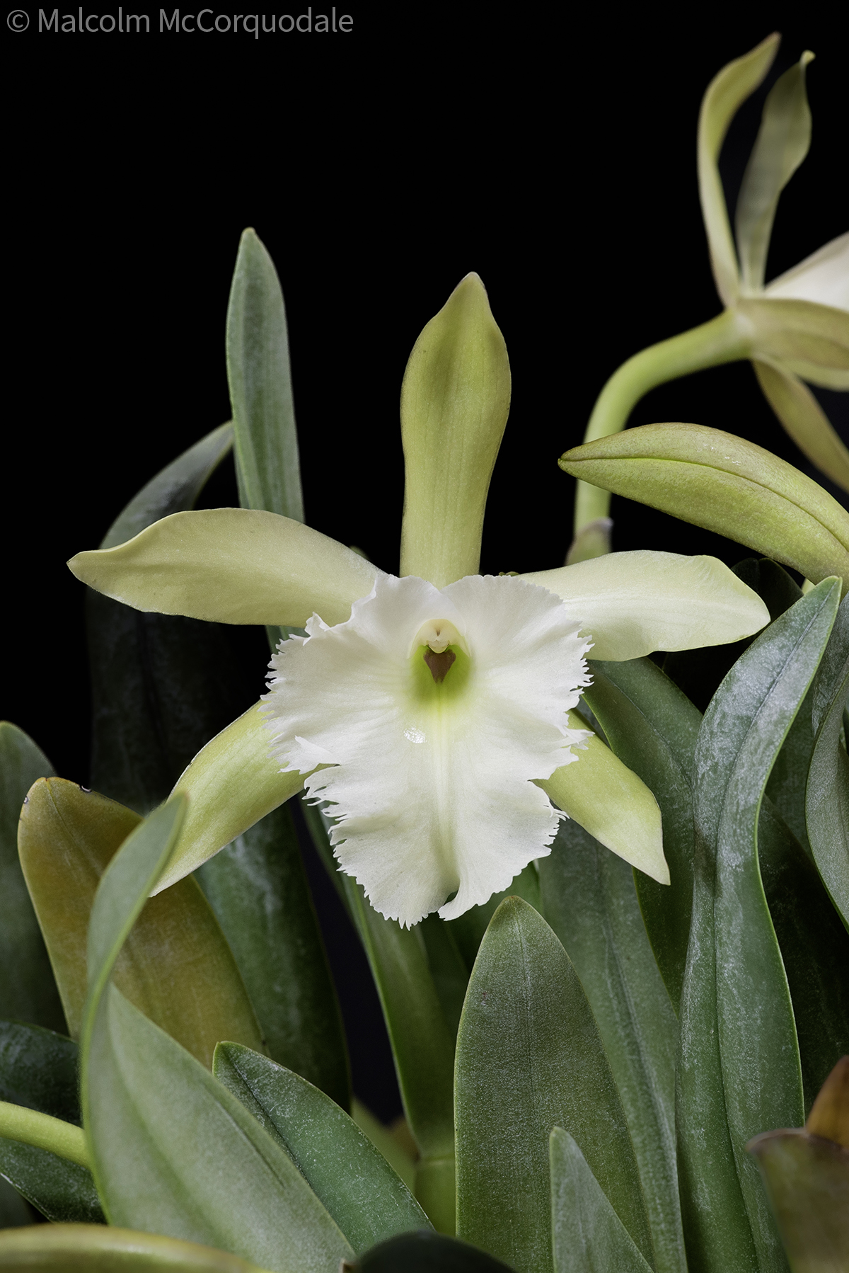 20254107 - 24I_1210 flower copy