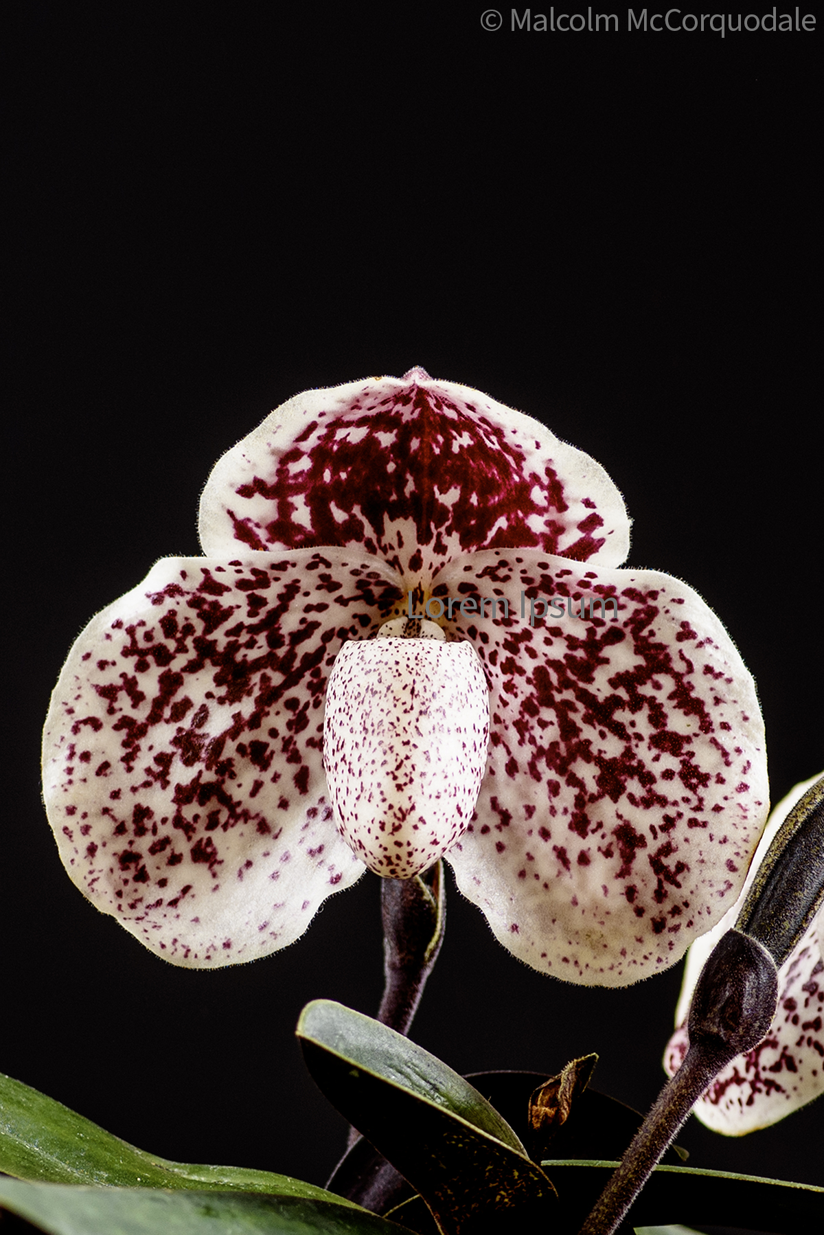 20254108 - 24I_1194 flower copy